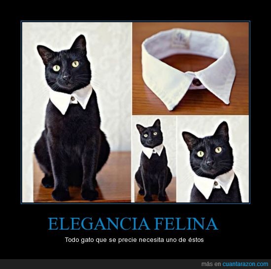 peter pan,camisa,cuello,quieres,elegante,gato negro,Gato