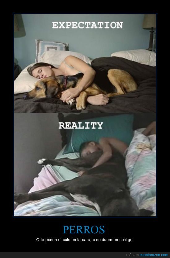 cama,dormir,mascota,perros