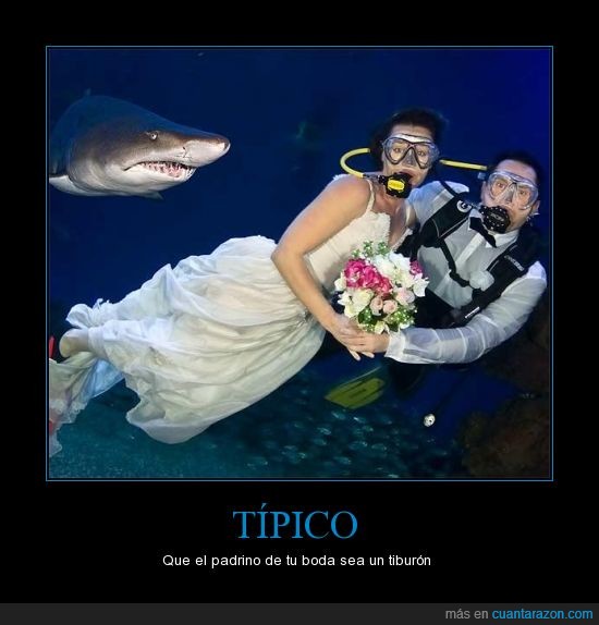 foto,matrimonio,amor,tiburón,vida