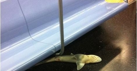 ¡Cuánta razón! / LEYENDA URBANA 2013