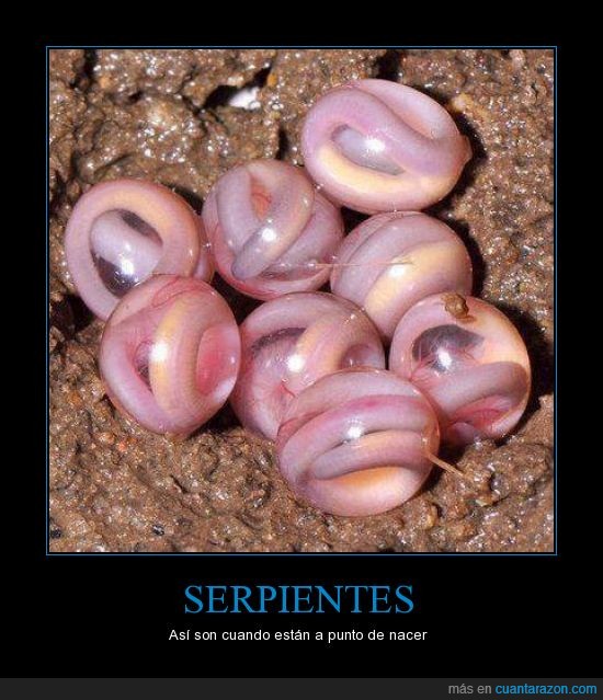 Serpientes,nacer,huevo,ver