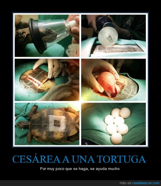 Tortuga,ayudar,huevos,Brasil,veterinarios