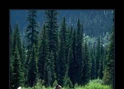 Enlace a OSO CABRÓN