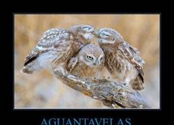 Enlace a AGUANTAVELAS