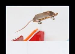 Enlace a SHANE WILLMOTT