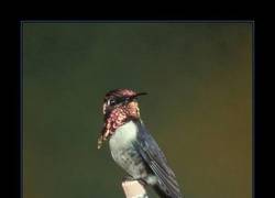 Enlace a Y CON USTEDES, SEÑORES