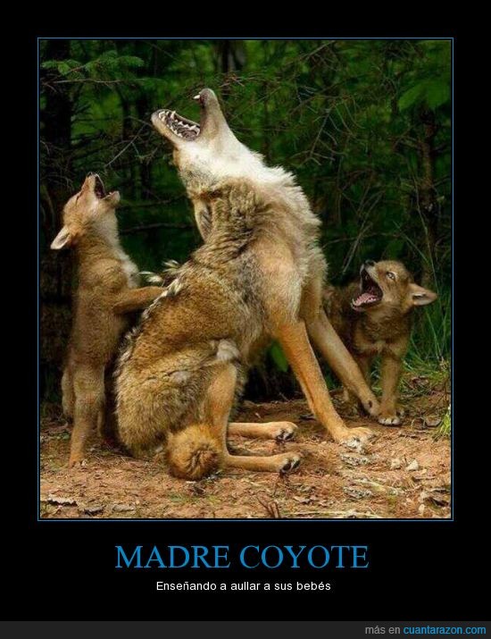 coyote,madre,aullar,hijo,enseñar,clase