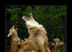 Enlace a MADRE COYOTE