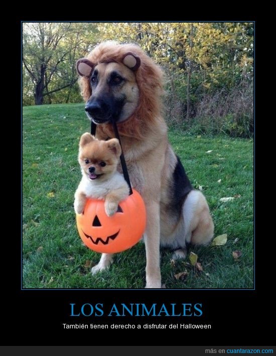 perro,animales,halloween,derecho,disfraz,leon,calabaza
