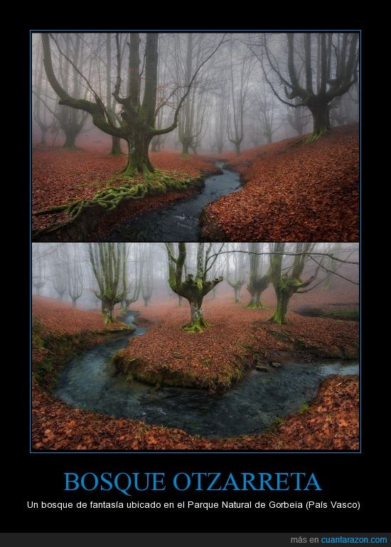 ¡Cuánta Razón! / BOSQUE OTZARRETA