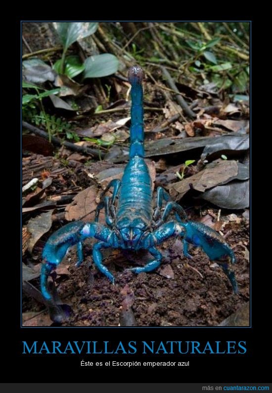 Maravilla,Escorpion Emperador Azul,Naturaleza