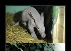Enlace a CERDO HORMIGUERO