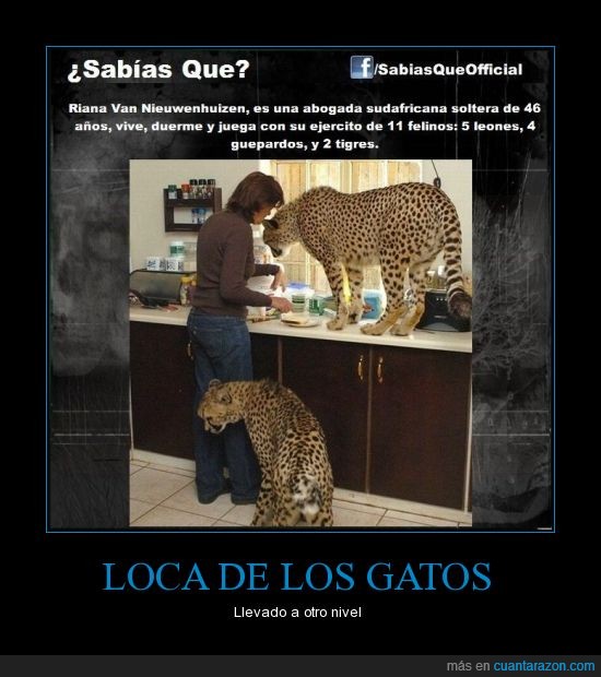 Loca De Los Gatos