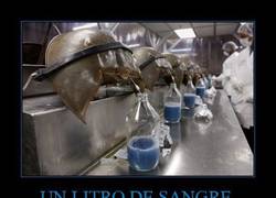 Enlace a UN LITRO DE SANGRE