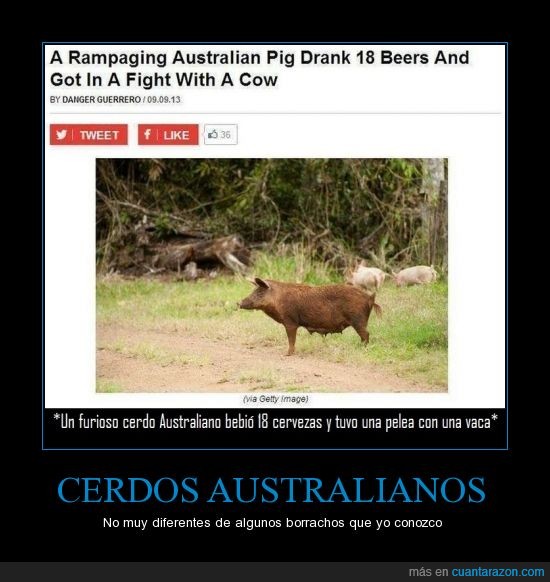 cerdo,australiano,beber,australia,cerveza,borracho,pelea,vaca