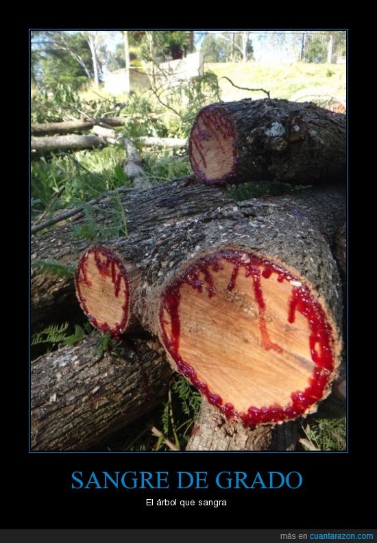 árbol,sangrar,tronco,sangre
