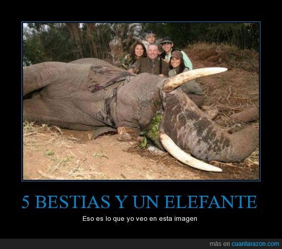 Elefante,muerte,escopeta,marfil,familia,despiadada,crueldad,árboles.