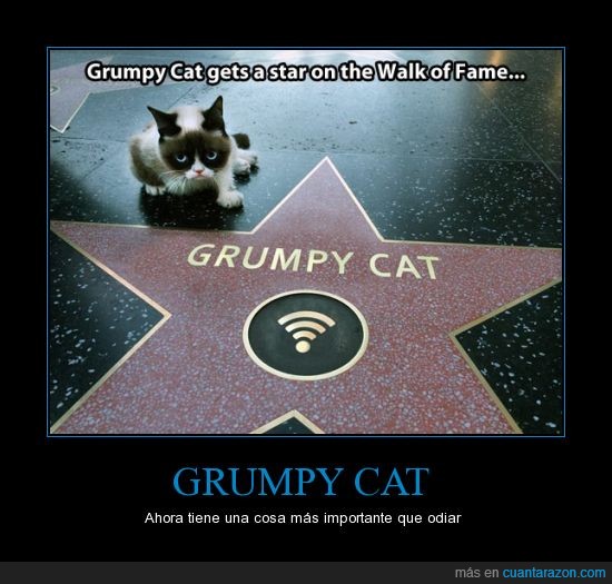 grumpy cat,gato,estrella,odiar