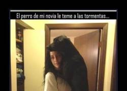 Enlace a PERROS