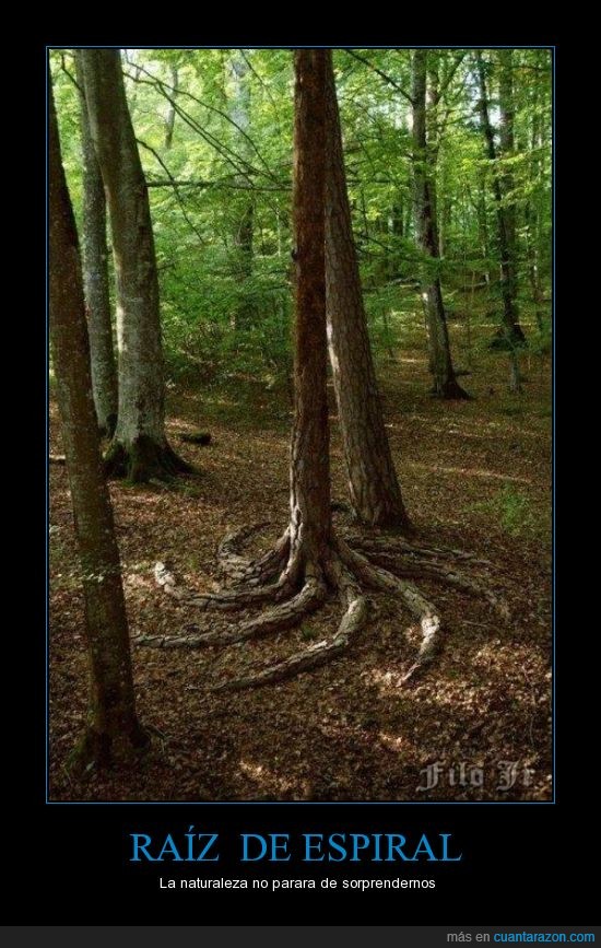 increible,raíz de espiral,naturaleza,forma,raices