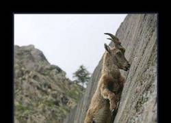 Enlace a CABRAS ESCALADORAS