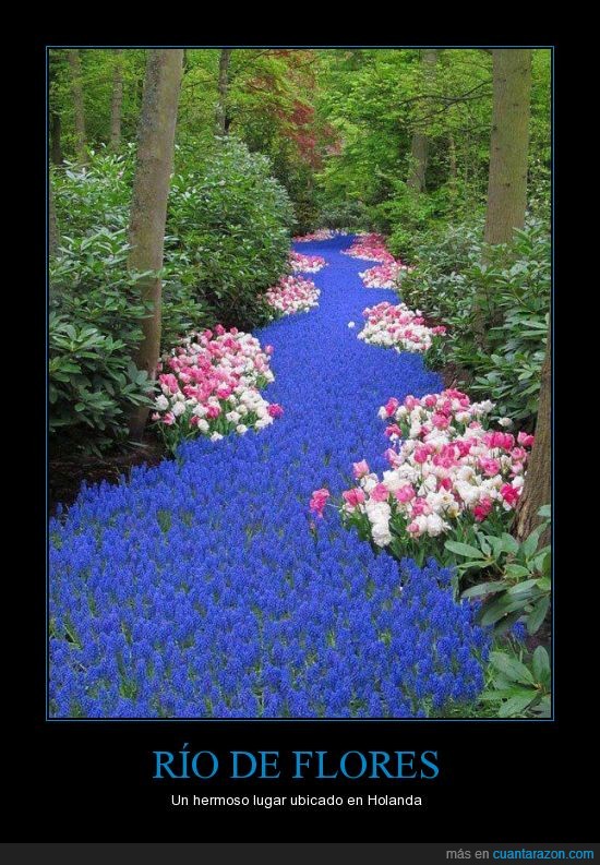 azul,holanda,rio de flores,flores,plantas