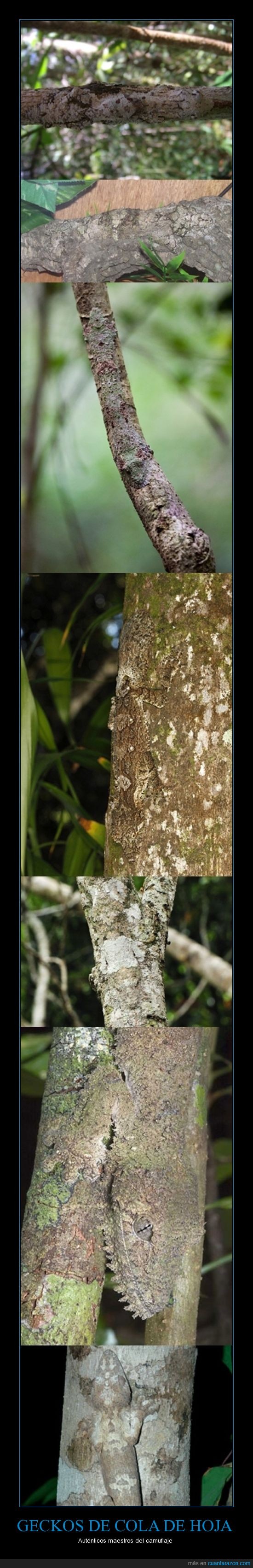 lagartos,gecko de cola de hoja,género Uroplatus,camuflaje