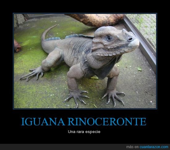 iguana,dinosaurio,lagartolbatracio,reptil,grande,lagarto
