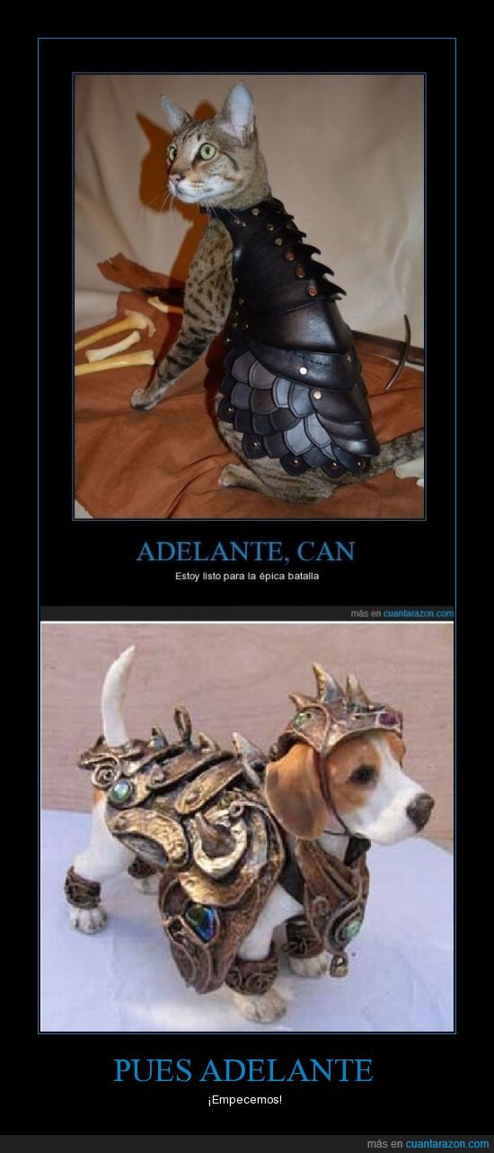 armaduras,gato,perro,epica,batalla
