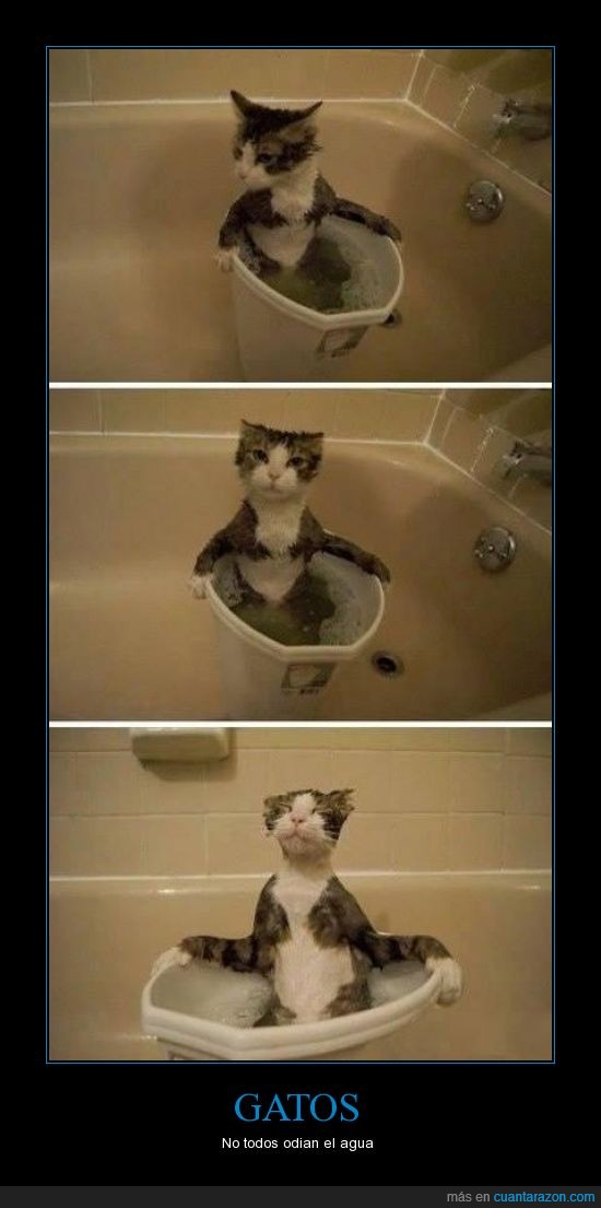 gato,baño,gozar,gustar,agua,contrario