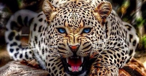 ojos azules leopardo de las nieves