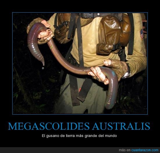 gusano,Megascolides australis,Australia,grande