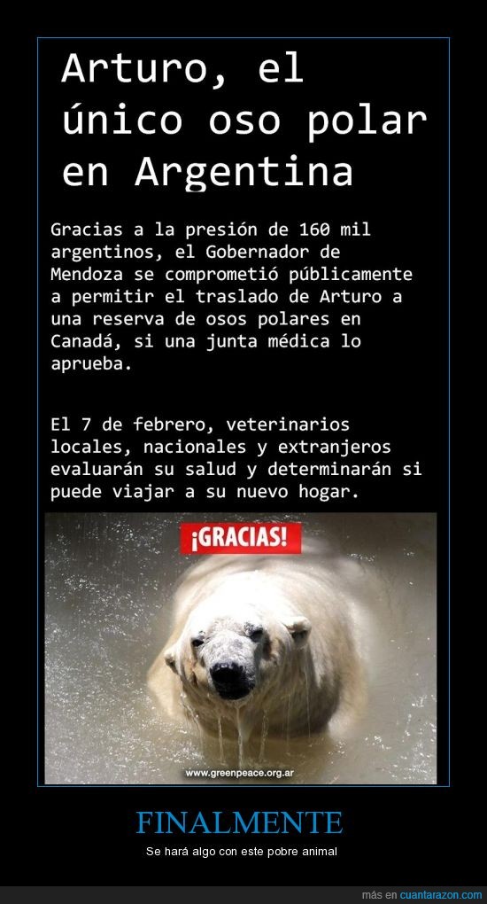 zoo,animal,Argentina,oso polar,Arturo