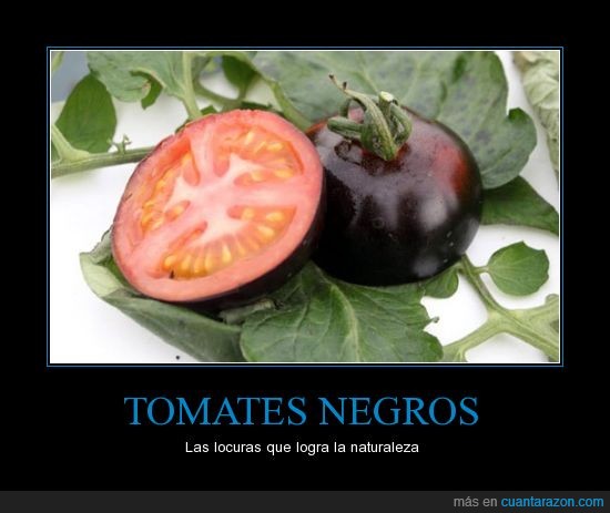 tomates negros,negros,tomates,genética