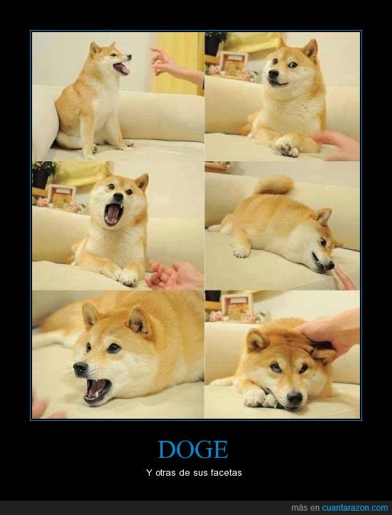 very expressions,doge,so much SWAG,so wow
