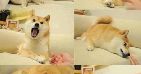 ¡Cuánta razón! / DOGE