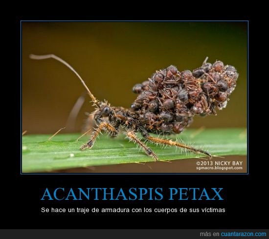 depredador,Acanthaspis petax,insecto,hormiga,víctimas
