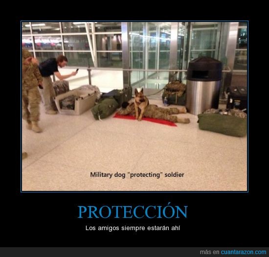 soldado,dormir,dormido,proteger,pastor aleman,perro