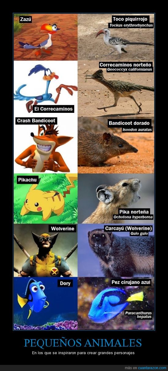 Animales,mamifero,dibujos animados,pika,wolverine no es un lobezno,pez,ave