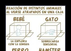Enlace a Y SI LO ESTUVIERA YO