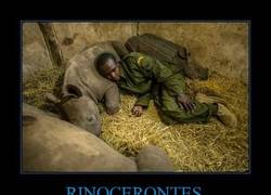 Enlace a RINOCERONTES