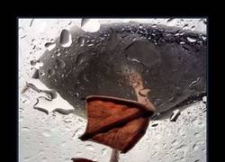 Enlace a Los patos son grandes amantes de la velocidad