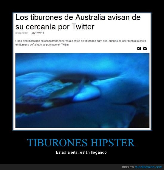 twitter,australia,tiburones,hipster,modernos