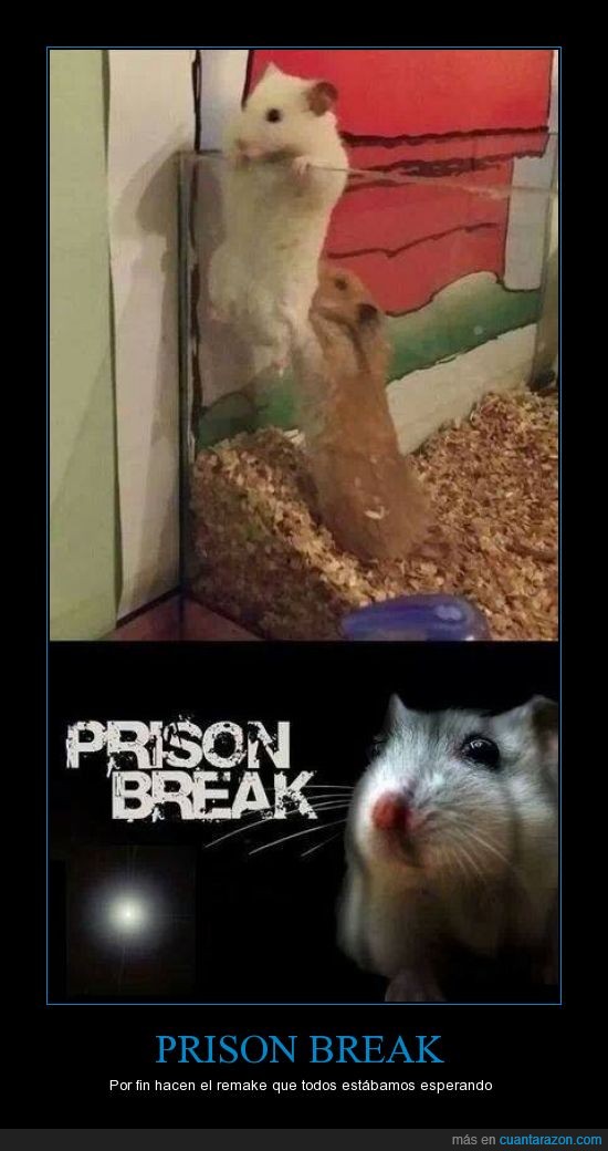 carcel,prison break,escapar,ayudar,hamster,raton