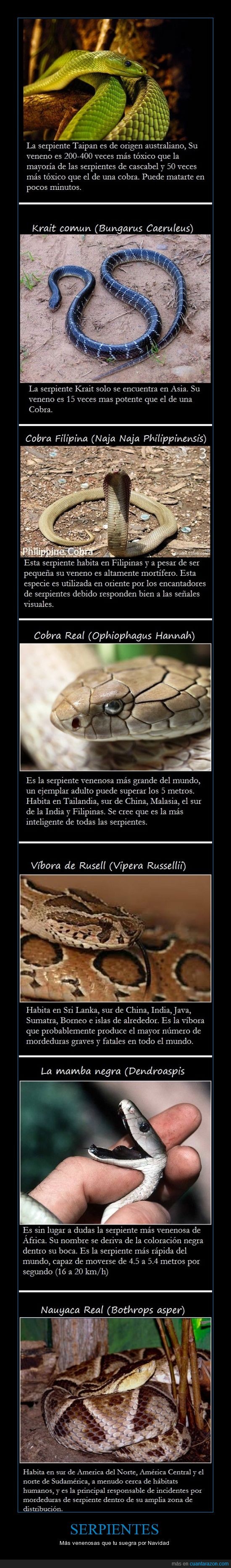 Serpientes,Taipan,Krait,Cobra,Rusell,Mamba,Nauyaca