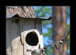 Enlace a Patitos intentando volar por primera vez