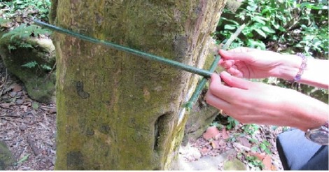 ¡Cuánta razón! / ÁRBOL RECTANGULAR