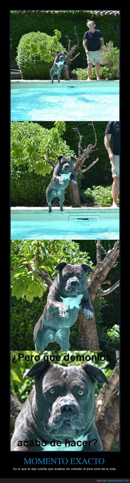 vida,error,exacto,momento,piscina,saltar,perro