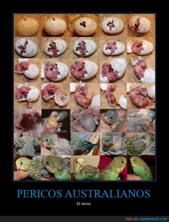 canarios,desarollo,huevo,nacimiento,pericos,periquitos australianos