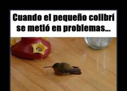 Enlace a EL PEQUEÑO COLIBRÍ